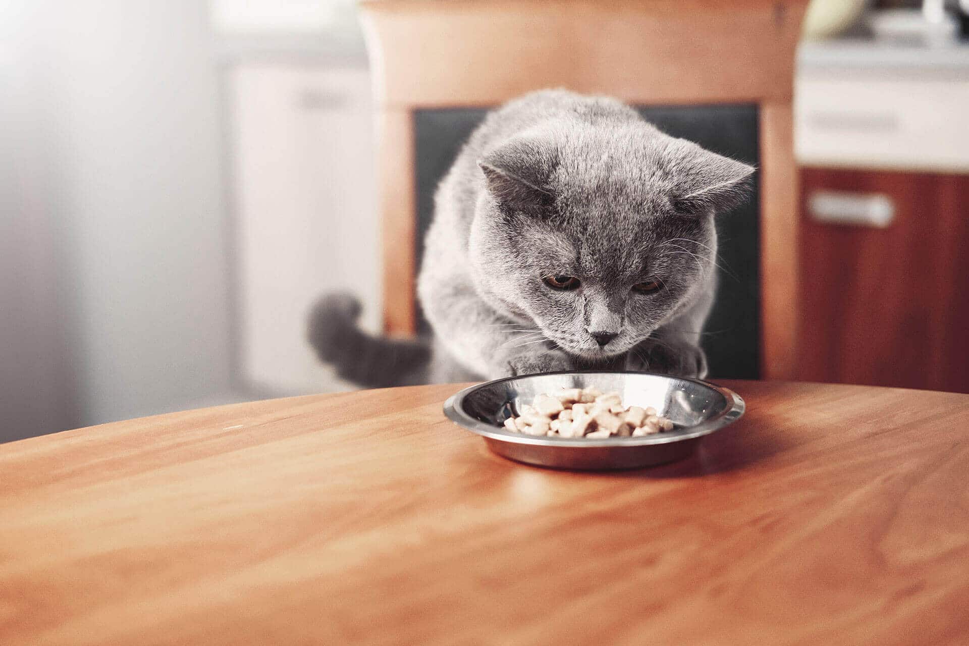 chat couine
