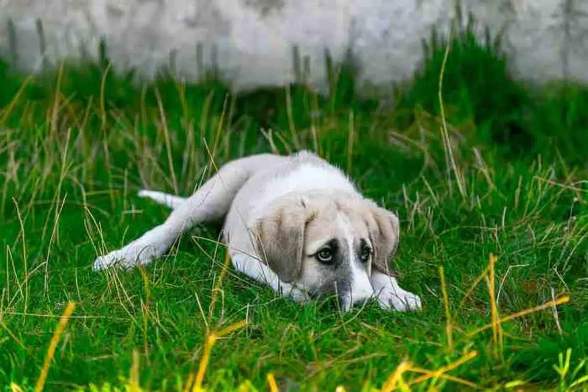 calmer un chien agité 