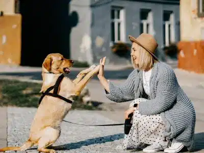 Comment assurer une bonne alimentation à son chien ?