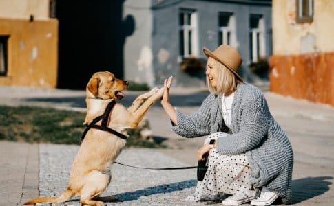 Comment assurer une bonne alimentation à son chien ?