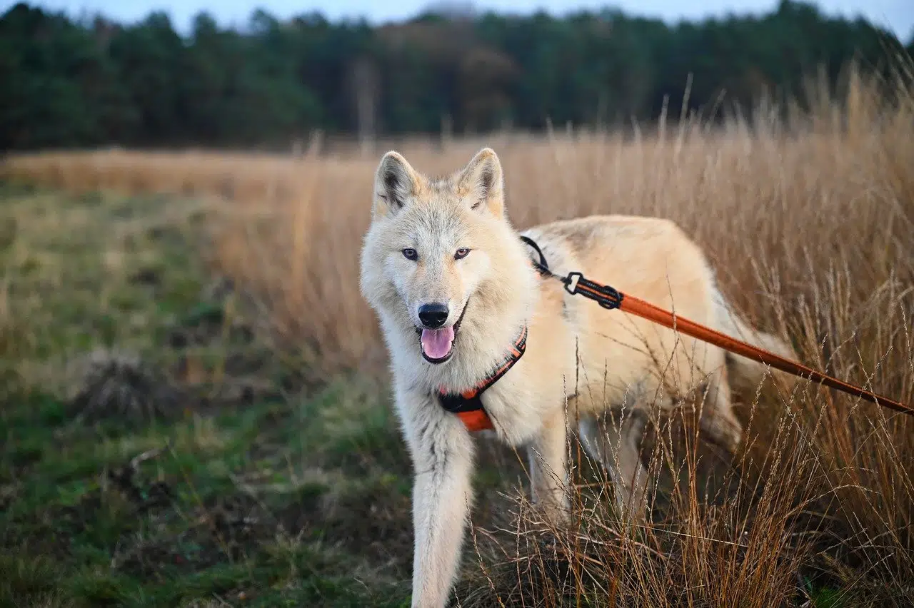 taille de harnais pour chien