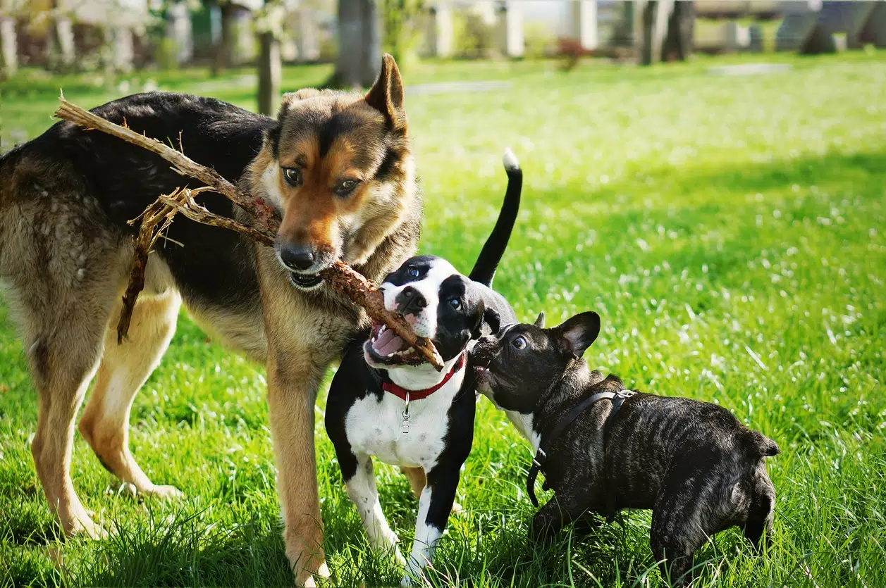 Chien aboie sur un autre chien 