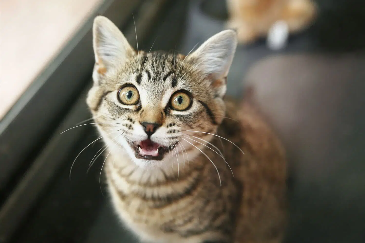 chat est stressé 